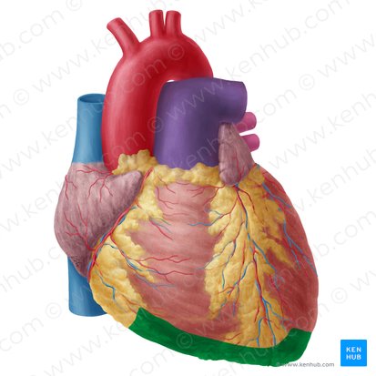 Cara diafragmática del corazón (Facies inferior cordis); Imagen: Yousun Koh