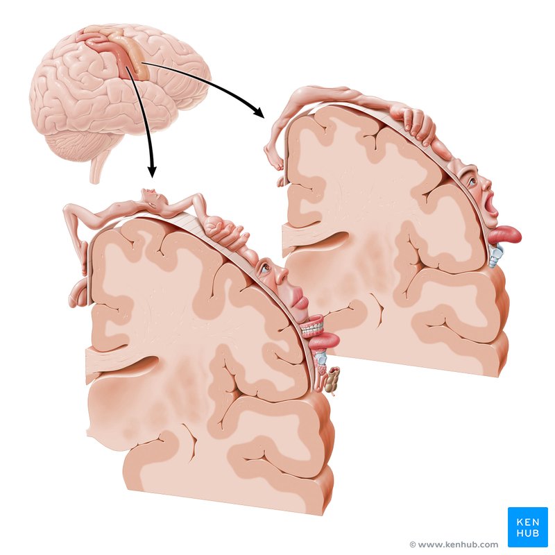 Sensory and Motor Homunculi