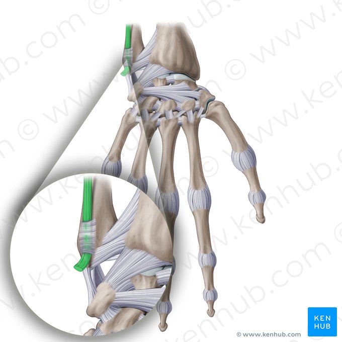 Tendon of extensor carpi ulnaris muscle (Tendo musculi extensoris carpi ulnaris); Image: Paul Kim