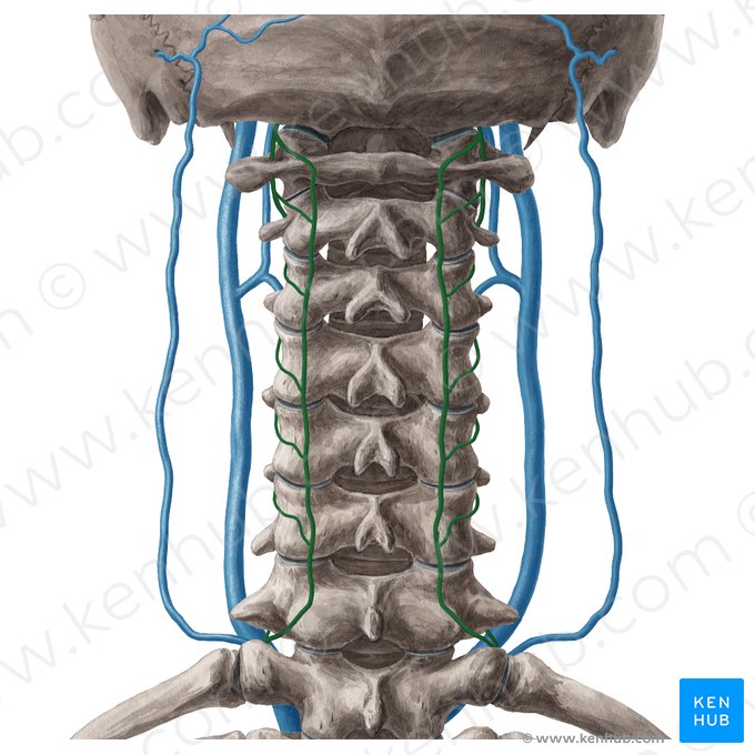 Vena cervical profunda (Vena cervicalis profunda); Imagen: Yousun Koh