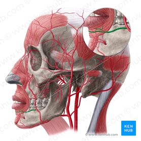 Inferior labial artery (Arteria labialis inferior); Image: Yousun Koh