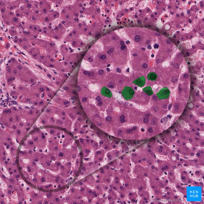 Hepatocyte - histological slide