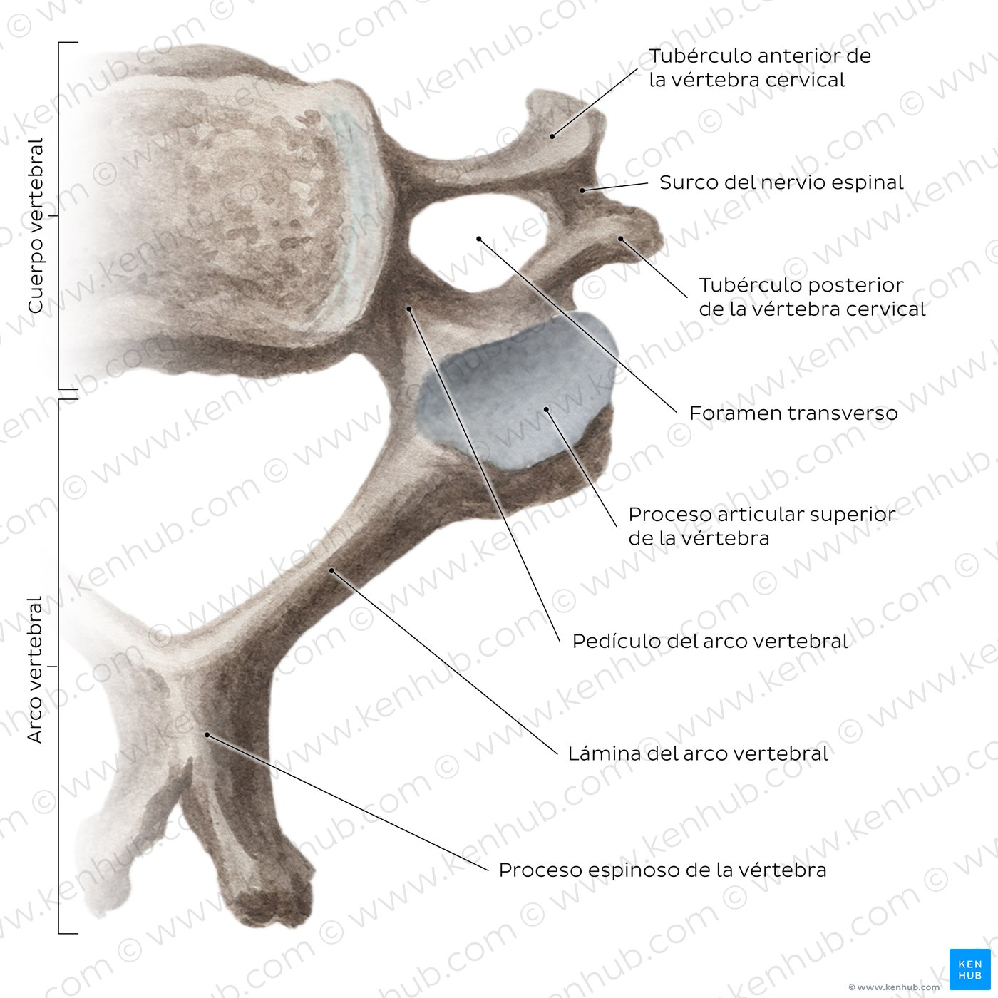 Vértebras cervicales típicas