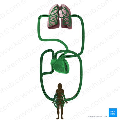 Sistema cardiovascular (Systema cardiovasculare); Imagen: Begoña Rodriguez