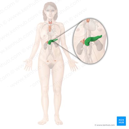 Páncreas (Pancreas); Imagen: Begoña Rodriguez