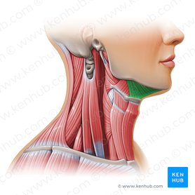 Neck muscles anatomy: List, origins, insertions, action | Kenhub