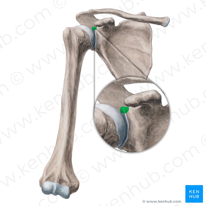 Tubercule supraglénoïdal de la scapula (Tuberculum supraglenoideum scapulae); Image : Yousun Koh