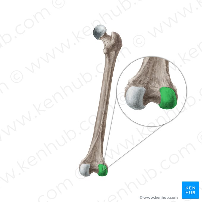 Condylus lateralis femoris (Äußerer Gelenkknorren des Oberschenkelknochens); Bild: Liene Znotina
