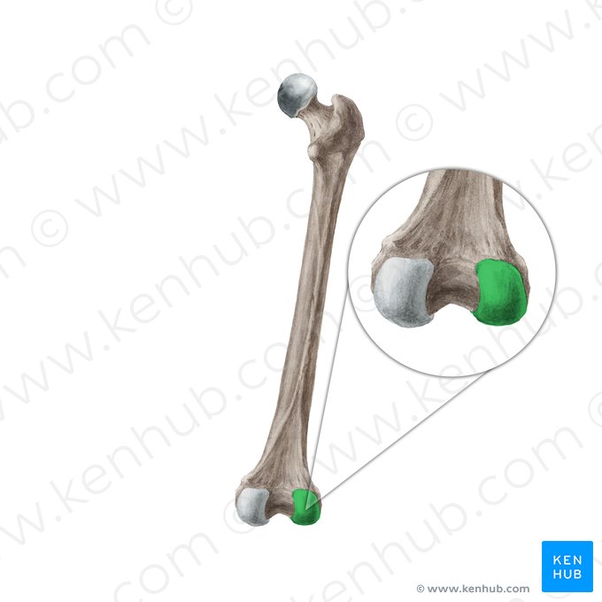 Côndilo lateral do fêmur (Condylus lateralis ossis femoris); Imagem: Liene Znotina