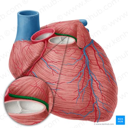 Arteria coronaria izquierda (Arteria coronaria sinistra); Imagen: Yousun Koh