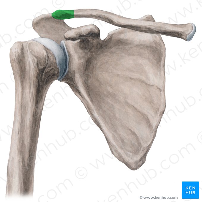 Extremidade acromial da clavícula (Extremitas acromialis claviculae); Imagem: Yousun Koh