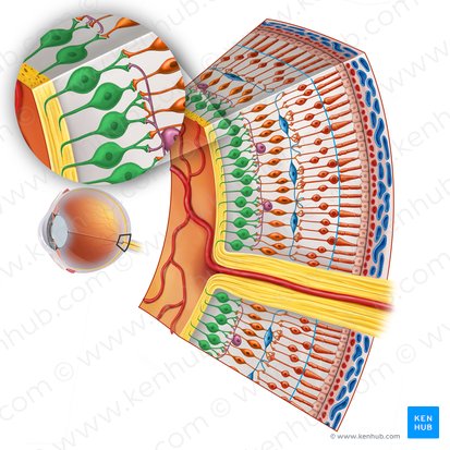 Retinal ganglion cell (Neuron ganglionare multipolare retinae); Image: Irina Münstermann