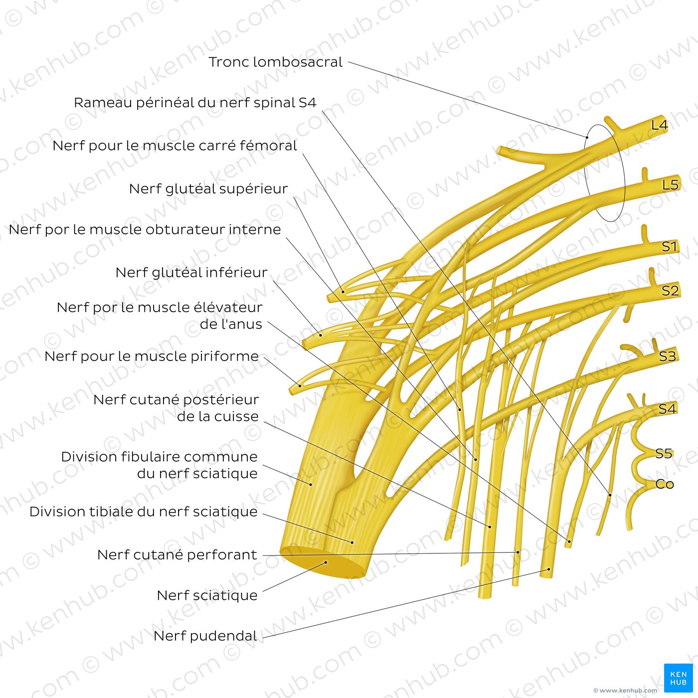 Sacral plexus: An overview