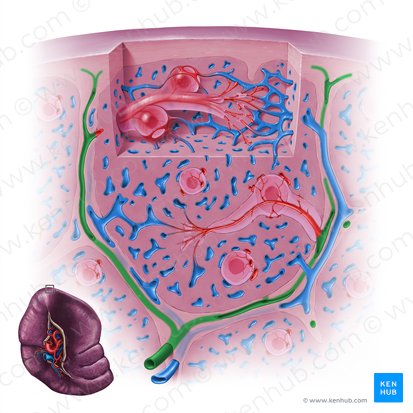 Arteria trabecularis splenis (Trabekelarterie der Milz); Bild: Paul Kim