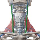 Vena yugular interna