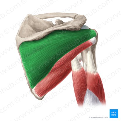 Musculus infraspinatus (Untergrätenmuskel); Bild: Yousun Koh