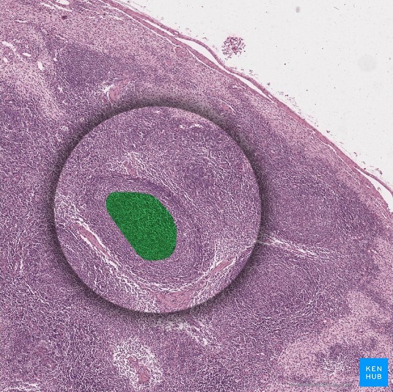 Germinal center - histological slide