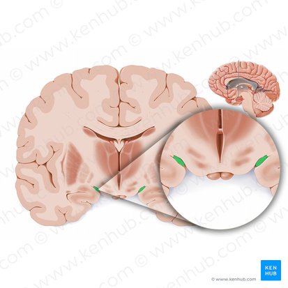 Optic tract (Tractus opticus); Image: Paul Kim