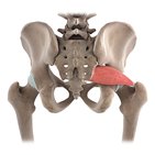 Piriformis muscle (3D)