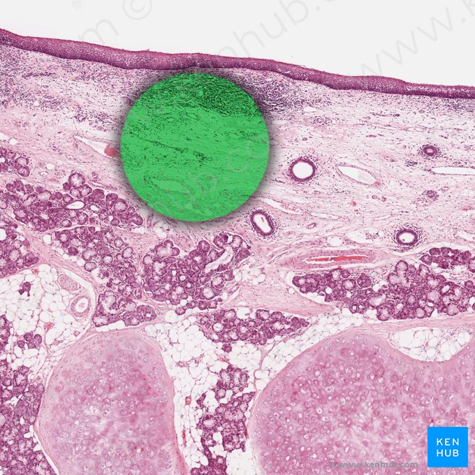 Lámina propia de la mucosa (Lamina propria mucosae); Imagen: 