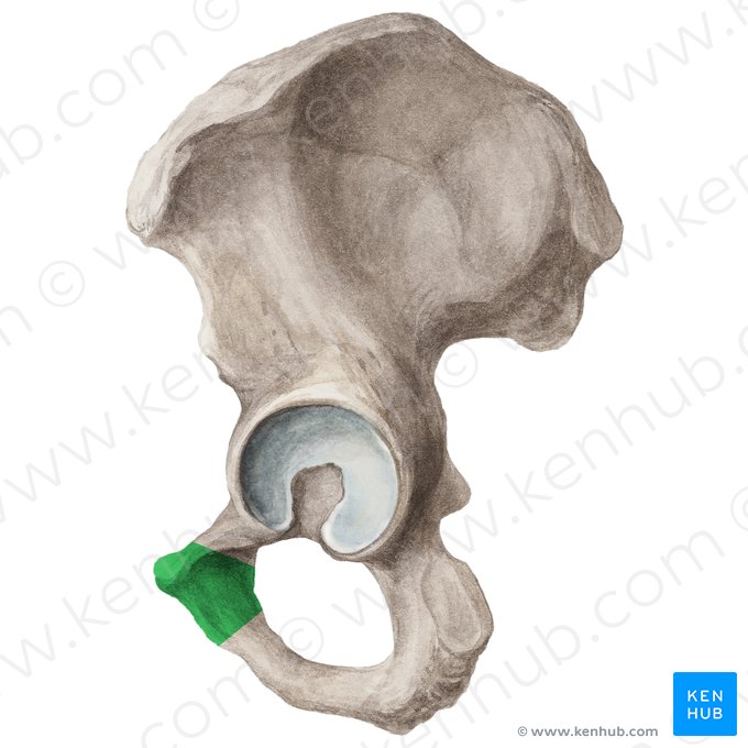 Cuerpo del pubis (Corpus ossis pubis); Imagen: Liene Znotina