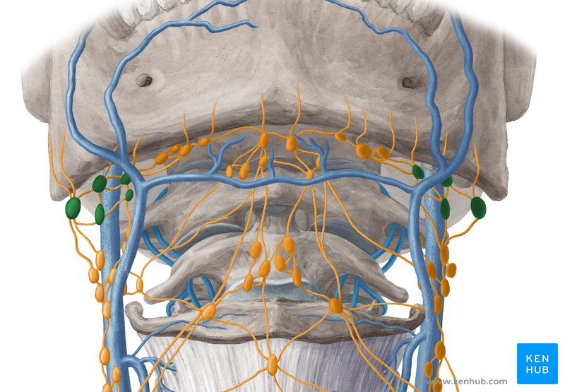 Submandibular lymph nodes - ventral view