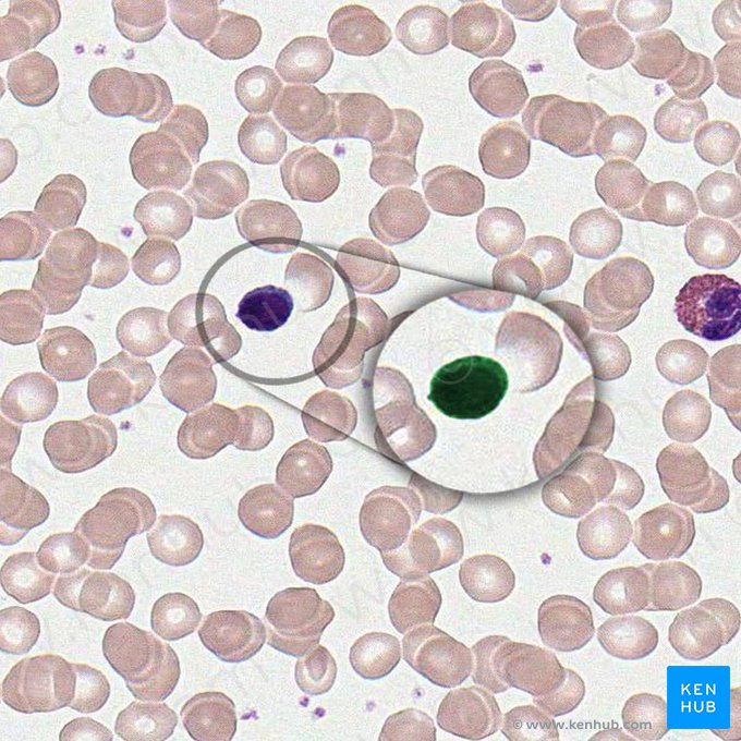 Linfócito pequeno (Lymphocytus parvus); Imagem: 