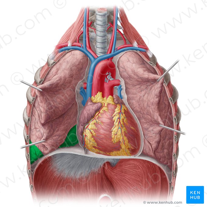 Lóbulo inferior del pulmón derecho (Lobus inferior pulmonis dextri); Imagen: Yousun Koh