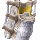 Joints of the vertebral bodies and arches