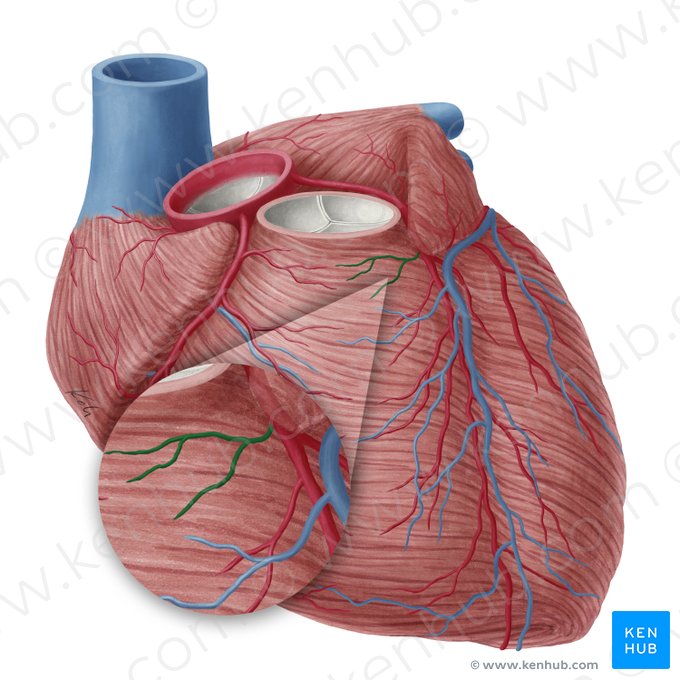 Ramo do cone arterioso da artéria interventricular anterior (Ramus coni arteriosi arteriae interventricularis anterioris); Imagem: Yousun Koh