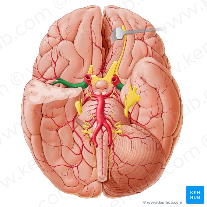 Artéria cerebral média (Arteria media cerebri); Imagem: Paul Kim