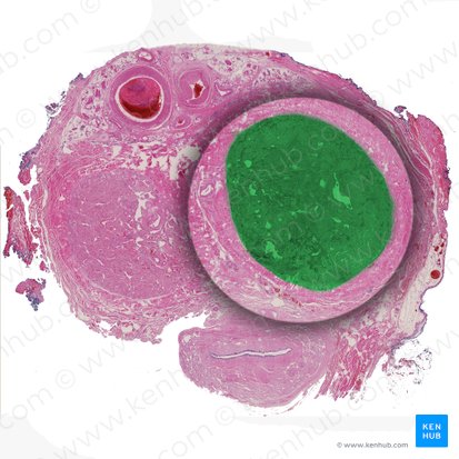 Corpus cavernosum penis (Schwellkörper des Penis); Bild: 