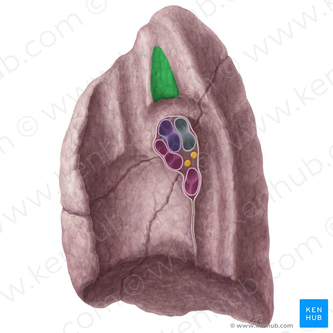 Tracheal impression of right lung (Impressio trachealis pulmonis dextri); Image: Yousun Koh