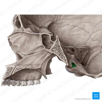 Conducto del hipogloso del hueso occipital (Canalis nervi hypoglossi); Imagen: Yousun Koh