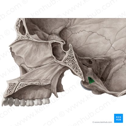 Hypoglossal canal (Canalis nervi hypoglossi); Image: Yousun Koh