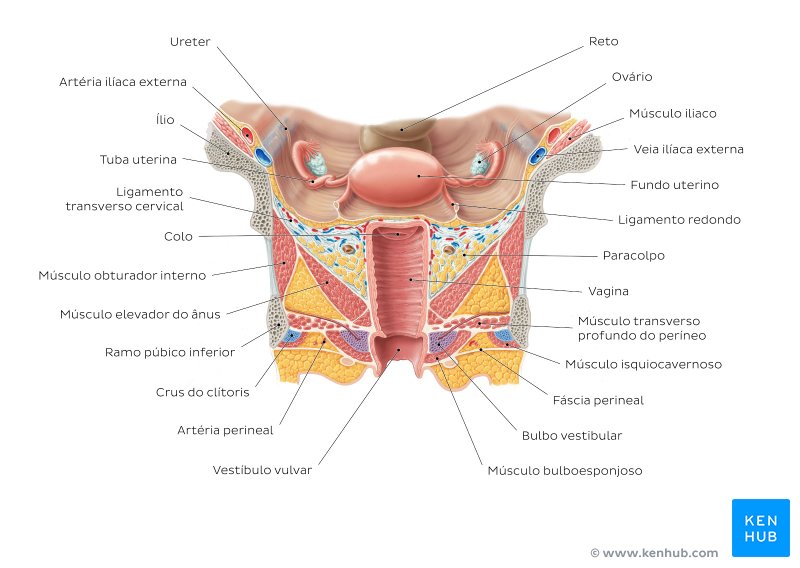 Anatomia da genitália interna feminina - vista anterior