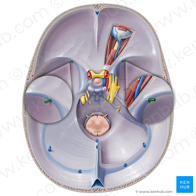 Superficial middle cerebral vein (Vena media superficialis cerebri); Image: Paul Kim