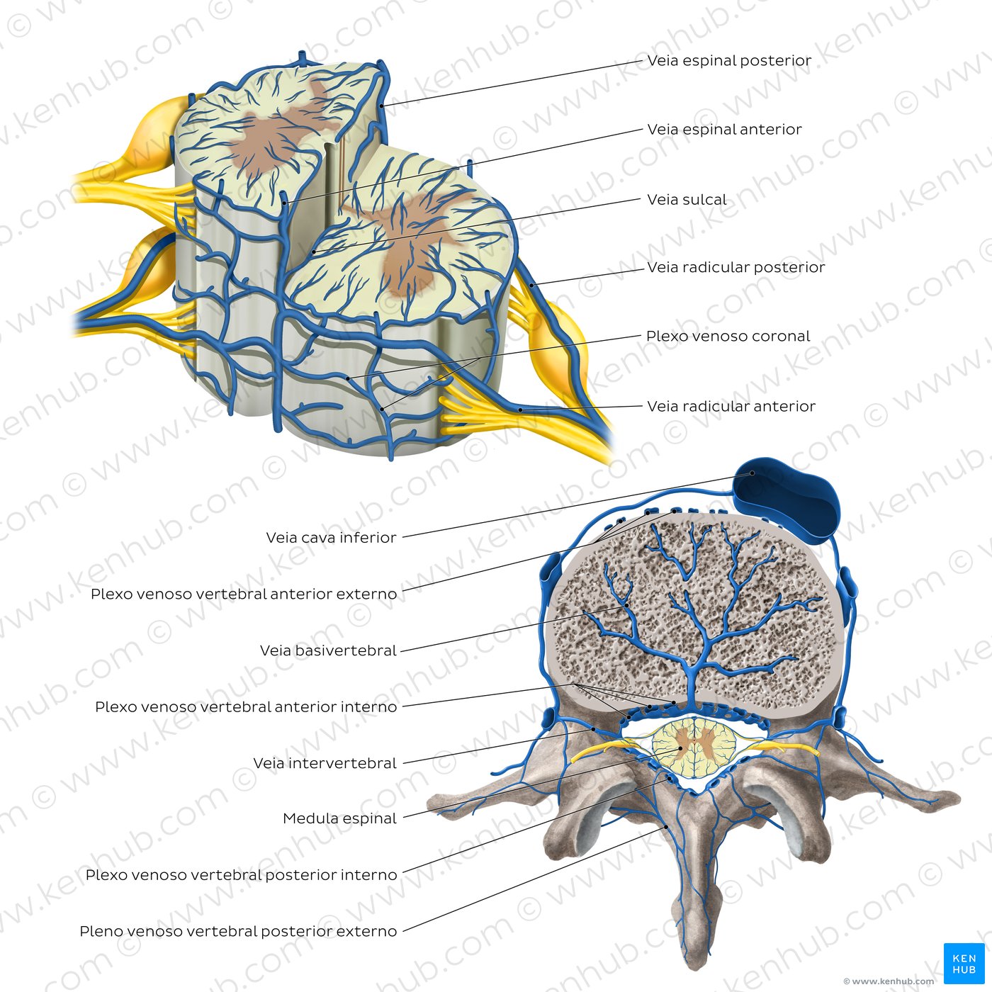 Drenagem venosa da medula espinal