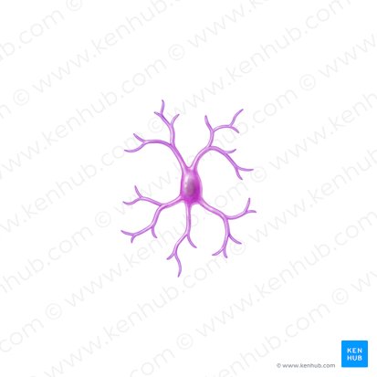 Microglial cell (Microgliocytus); Image: Paul Kim
