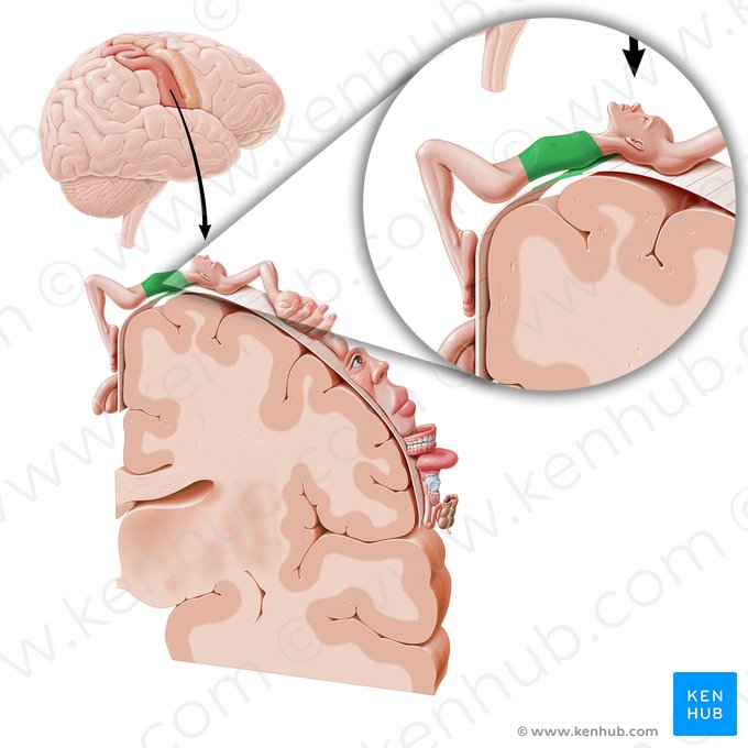 Córtex sensorial do tronco (Cortex sensorius trunci); Imagem: Paul Kim