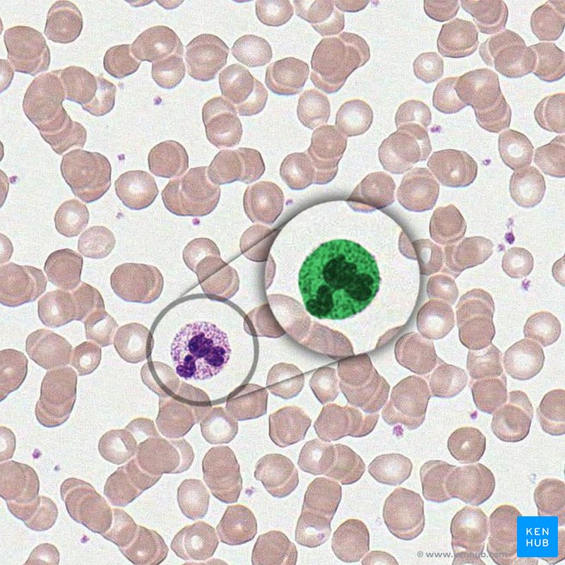 Neutrophil - histological slide