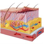 Tactile corpuscle