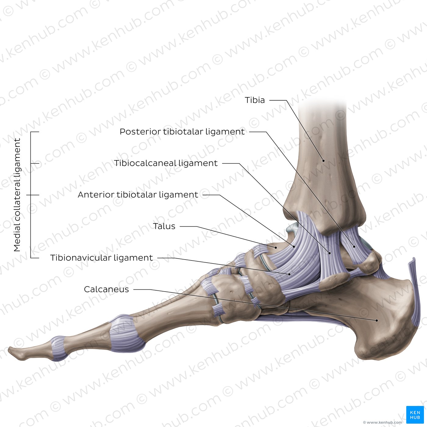 Anatomy of the ankle joint: Medial view