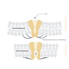 Mechanically-gated ion channels