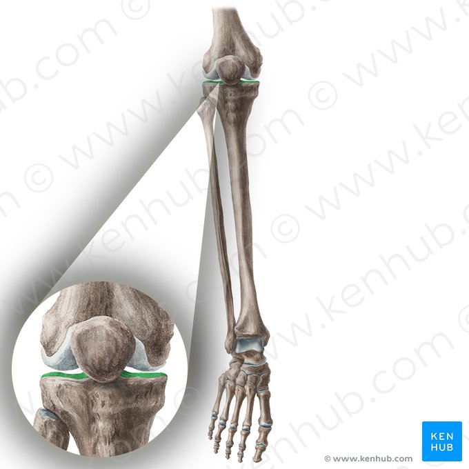 Platô tibial (Planum tibiae); Imagem: Liene Znotina