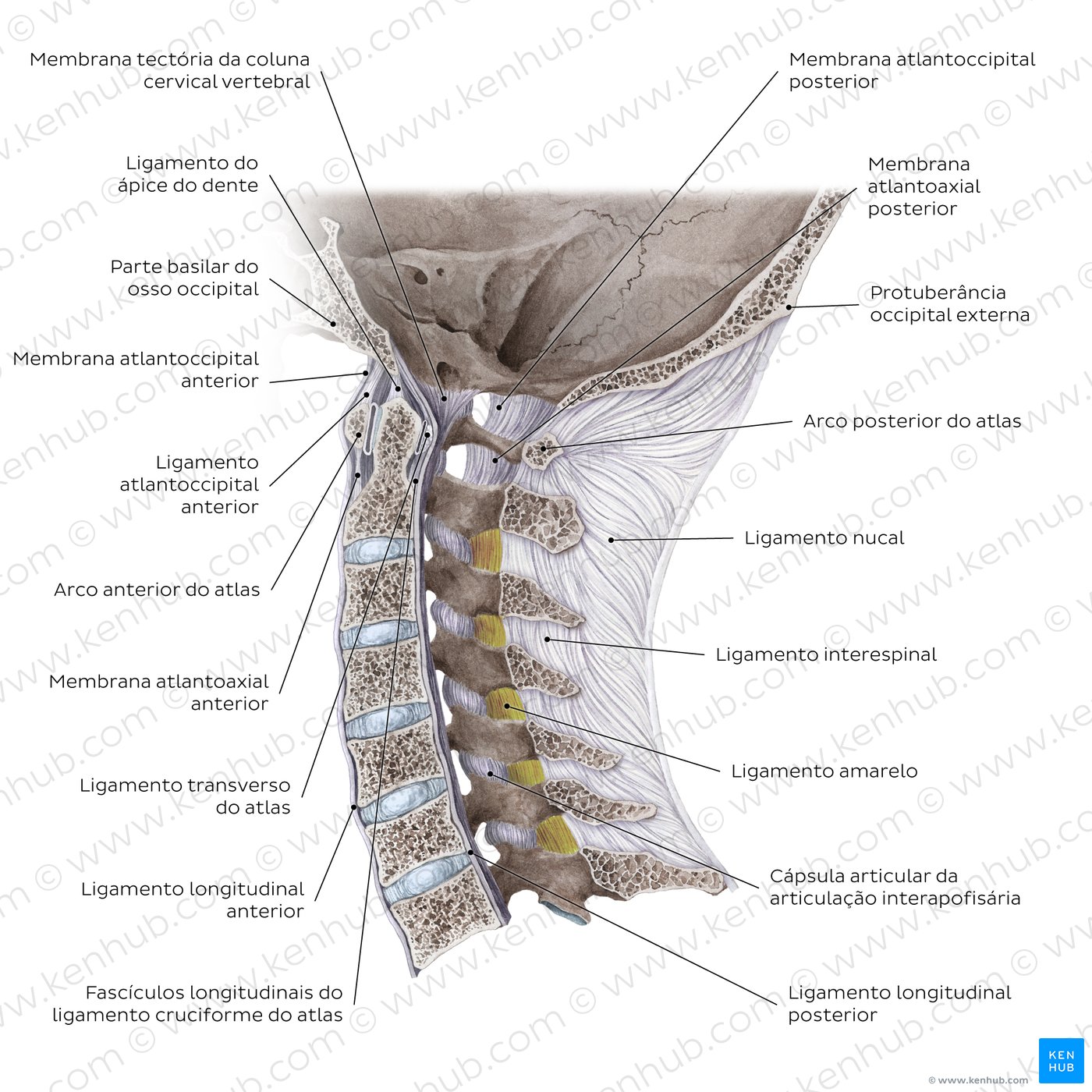 Articulações e ligamentos crâniovertebrais - diagrama