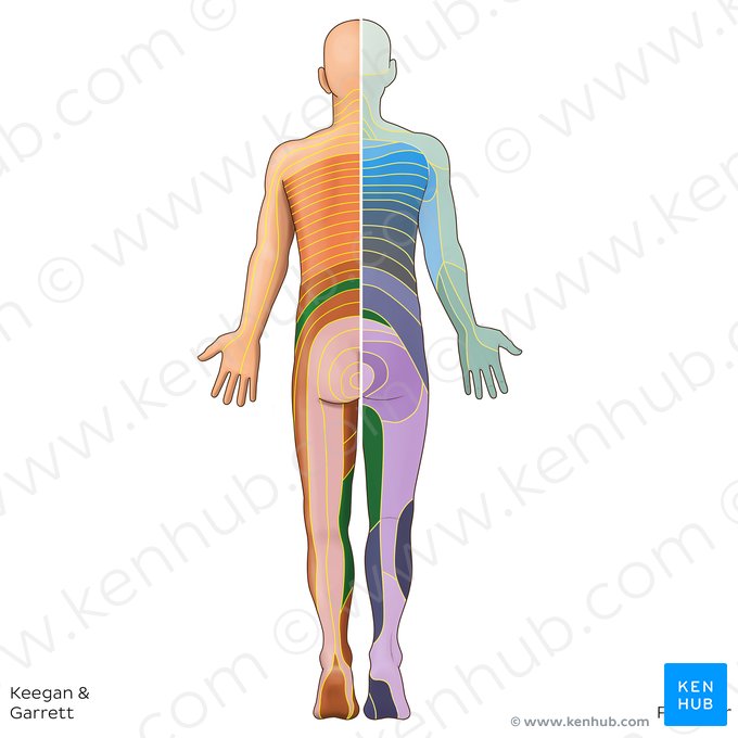 L3 dermatome (Dermatoma L3); Image: Irina Münstermann