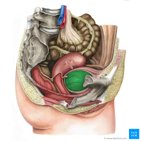 Urinary bladder and urethra