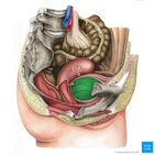 Urinary bladder and urethra