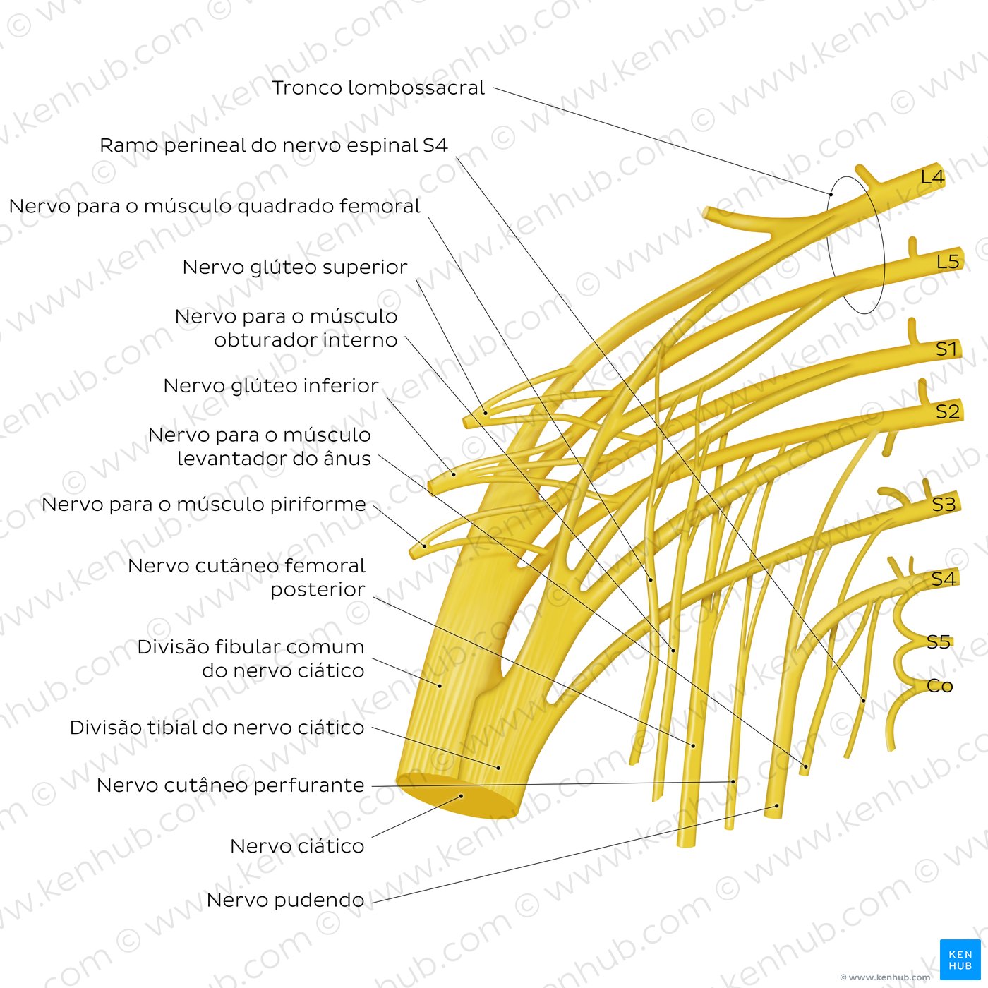 Sacral plexus: An overview